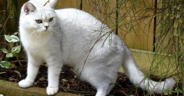 British Shorthair chinchila é uma das variações da raça e são muito elevantes