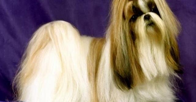 Raça de Cachorro Shih Tzu